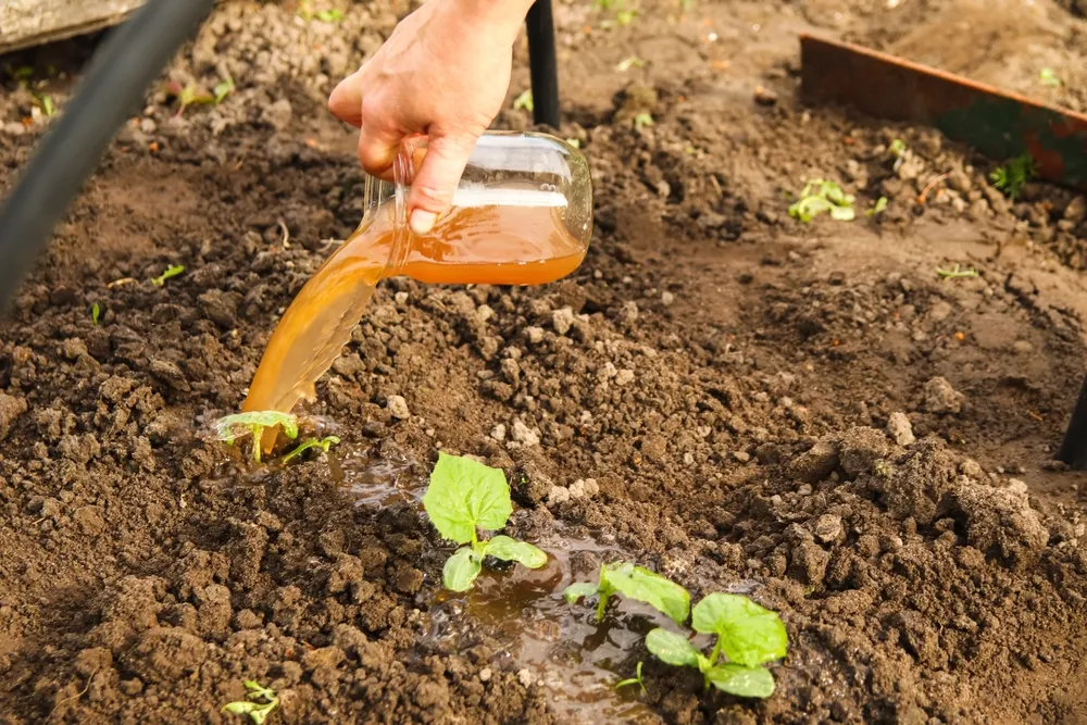 how do you use liquid fertilizer