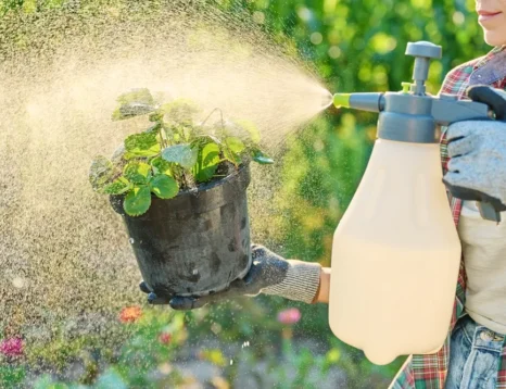 how do you use liquid fertilizer